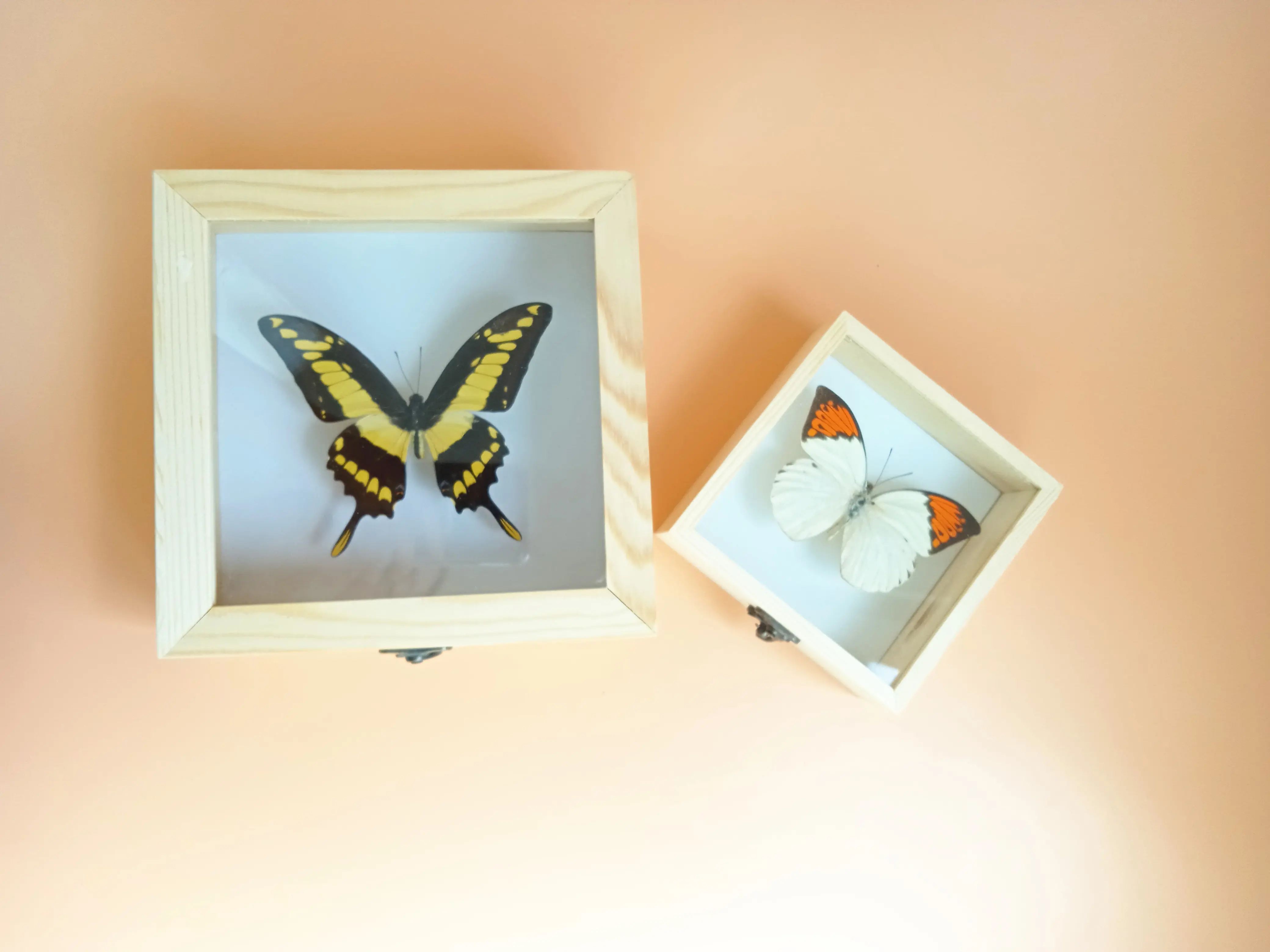 正方形实木标本盒18*18*7cm ,12*12*5cm 玻璃插针木盒蝴蝶昆虫盒-Taobao
