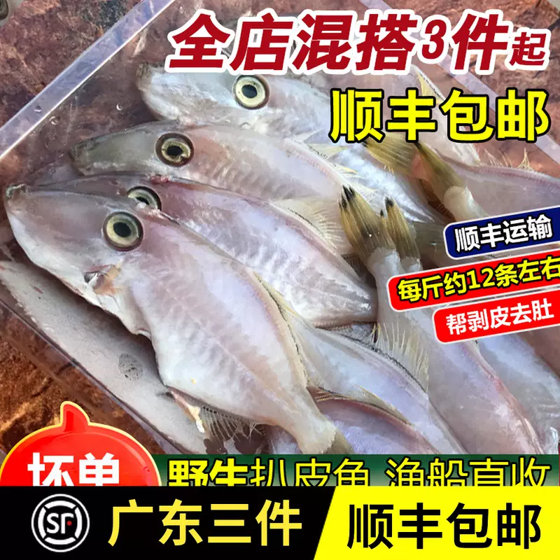 扒皮魚新鮮海捕耗兒魚冷凍海鮮馬面魚小剝皮魚當天扒皮去肚好包郵