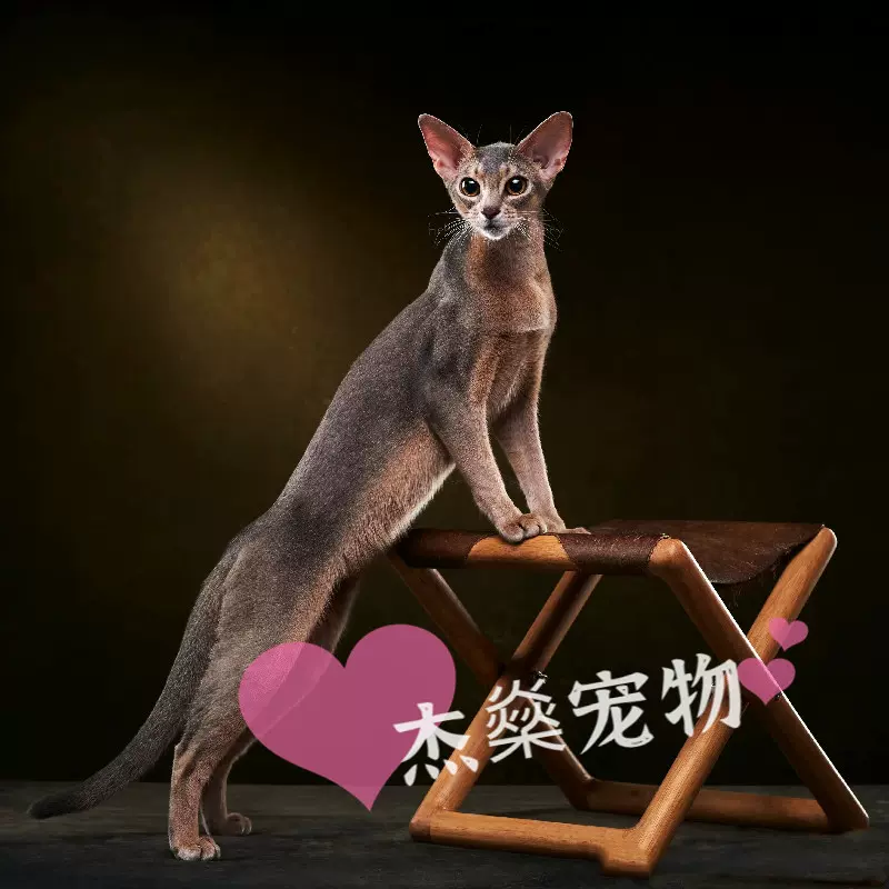 阿比西尼亚猫索马里猫古埃及猫小鹿色褐色原始色蓝阿比短毛猫纯血-Taobao