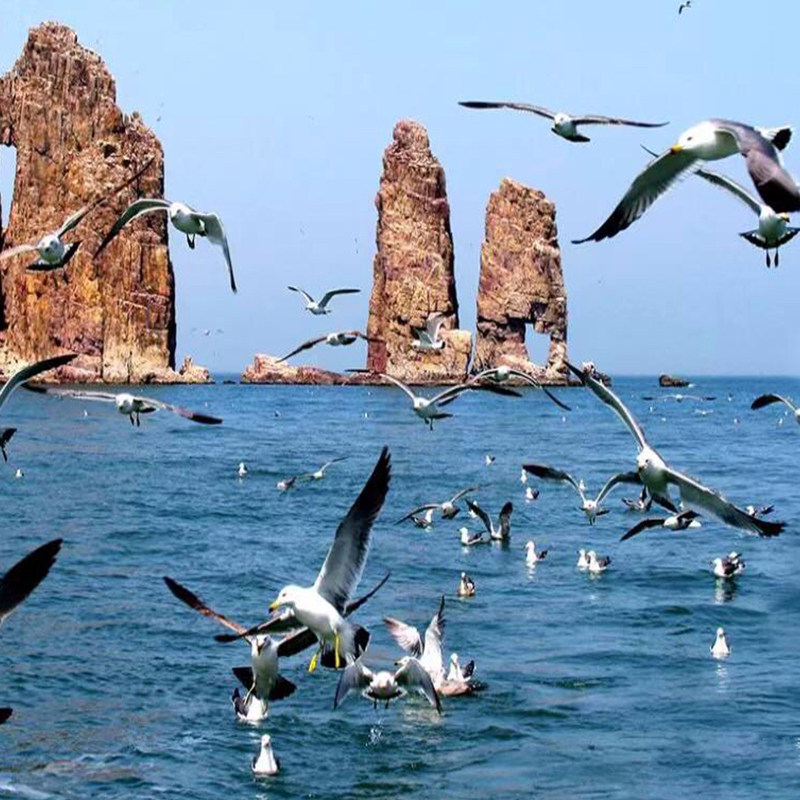 烟台旅游长岛小团2日游黄渤海分界万鸟岛快艇赶海九丈崖