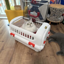 Aviation Box for Pets, Cats, and Small to Medium-Sized Dogs, Portable Large Space Box for Travel and Transport