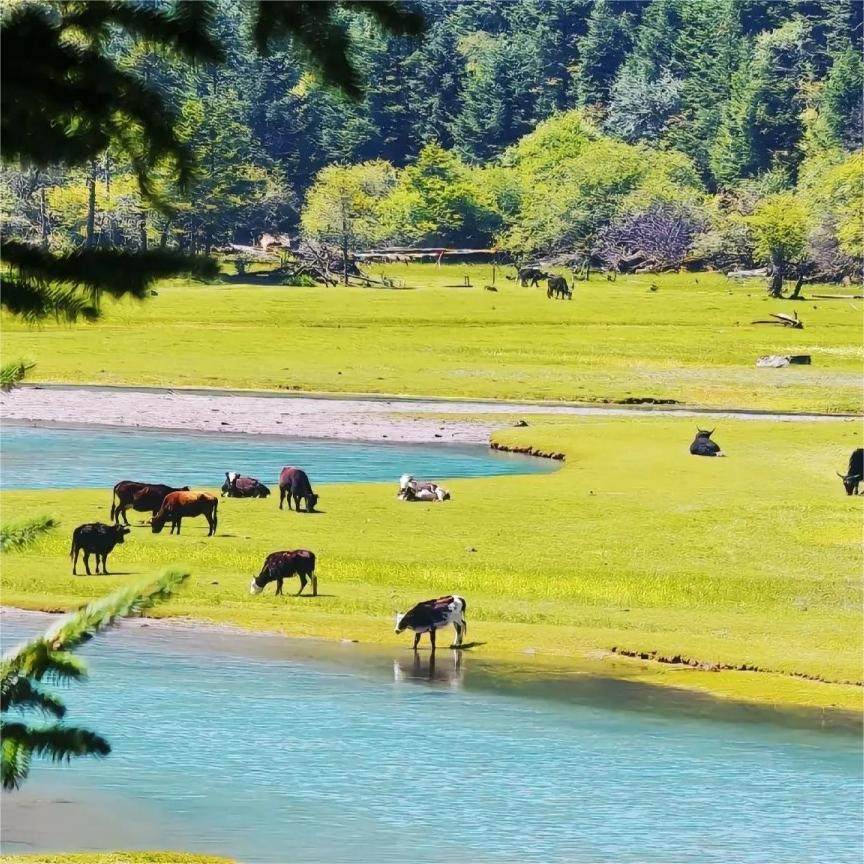 川西旅游4天3晚冷噶措/月亮湖/双桥沟/鱼子西2-8人纯玩小团跟团游