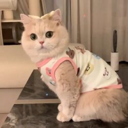 Spring and Autumn Thin Pet Cat Clothes, Cute Golden Gradient Ragdoll British Shorthair Blue Cat Harness Vest to Prevent Shedding