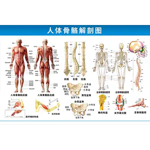 脊椎解剖图- Top 100件脊椎解剖图- 2024年5月更新- Taobao