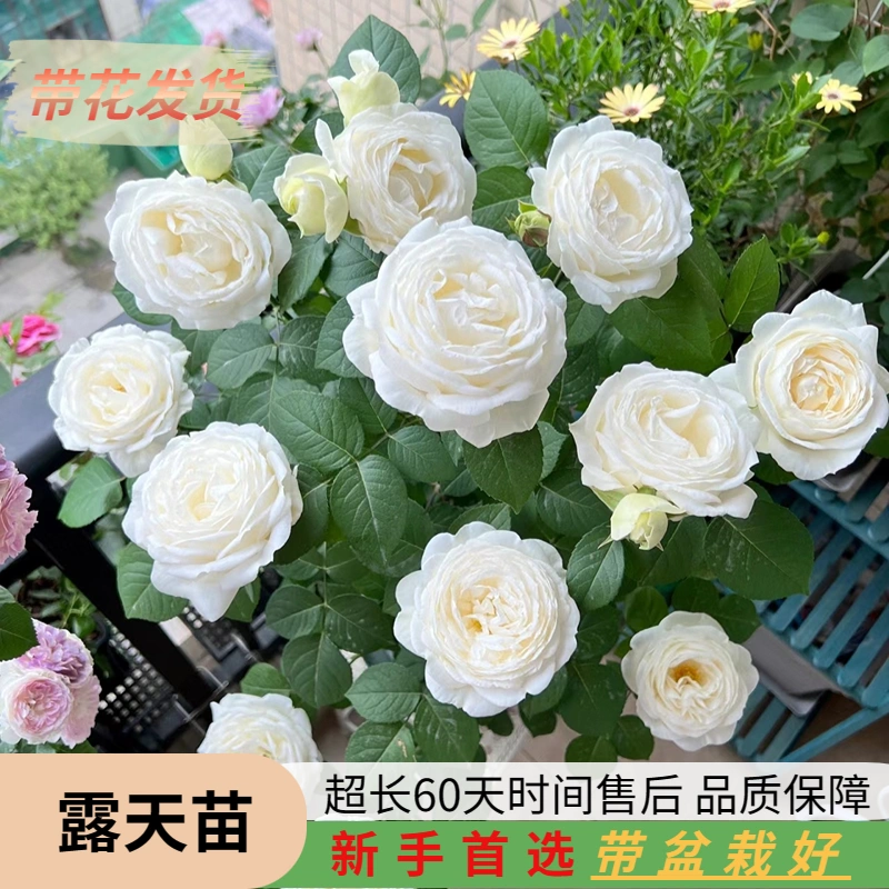 国内正規商品 和薔薇 切花開花苗 - 観葉植物