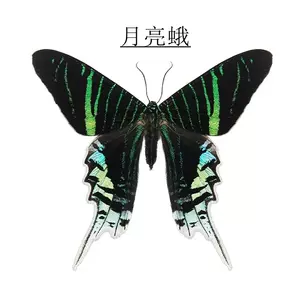 标本蛾- Top 100件标本蛾- 2024年4月更新- Taobao