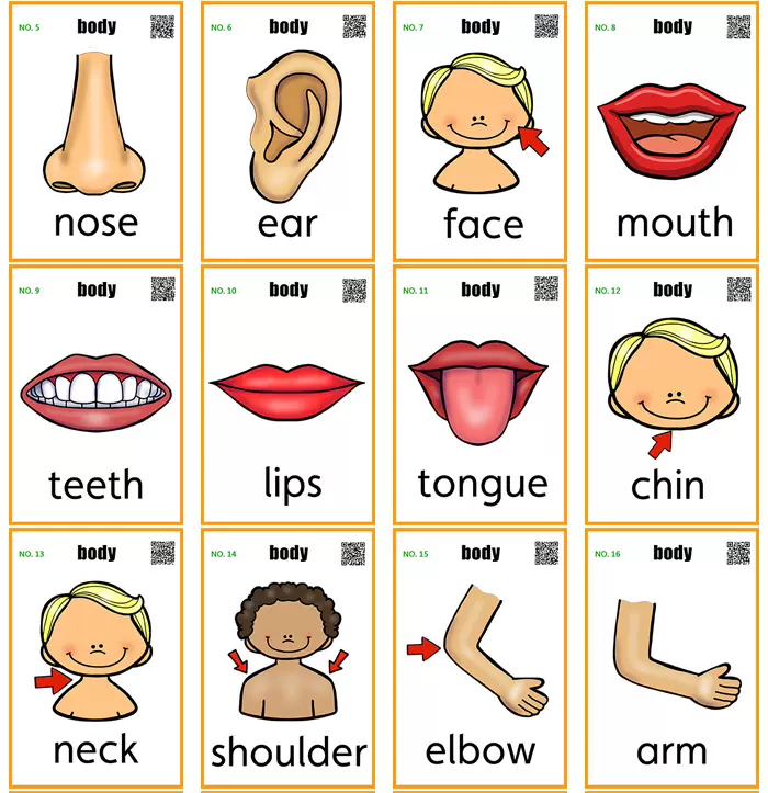 身体部位英语单词闪卡28张英文塑封卡片宝宝早教启蒙教师墙