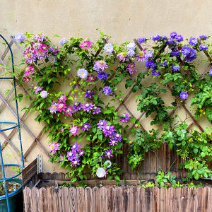 Clematis vine plant without thorns and double petals large flowers climbing cold-resistant garden wall flower balcony potted plant with flower bud