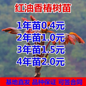 
Toon seedlings, red oil toon saplings, potted toon buds, ground planting, green oil toon, edible in the current year, planted in the north and south