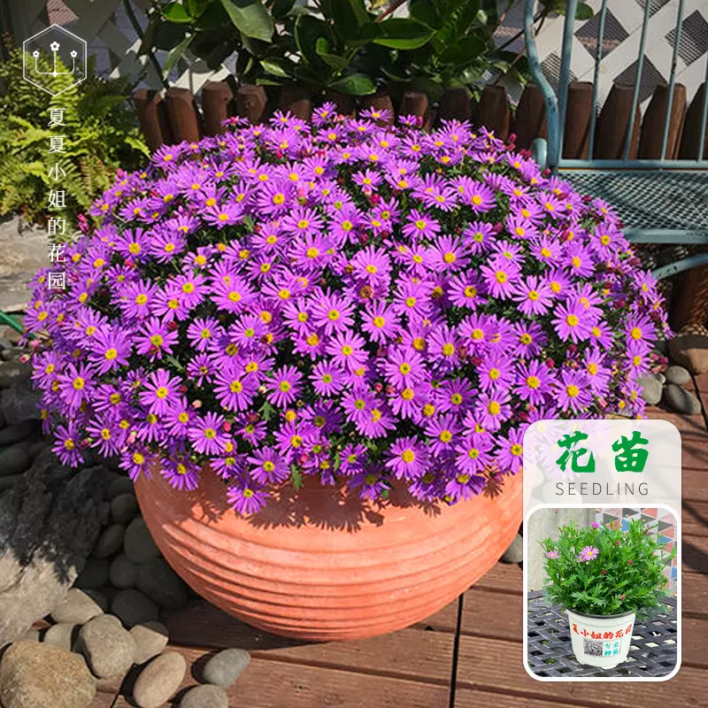 姬小菊盆栽花苗四季开花期长室内阳台花园植物 Taobao