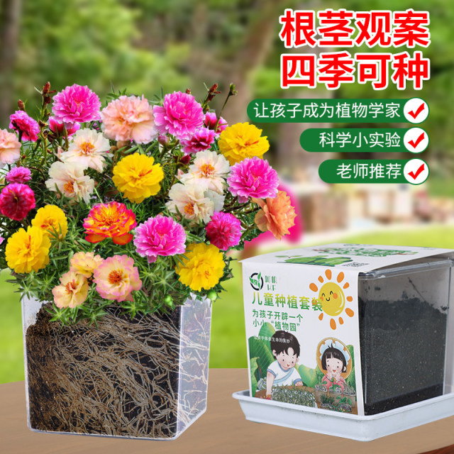 Children plant small potted sunflower seeds for students to scientifically observe experimental plants sunflower and impatiens set