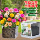 Children plant small potted sunflower seeds for students to scientifically observe experimental plants sunflower and impatiens set
