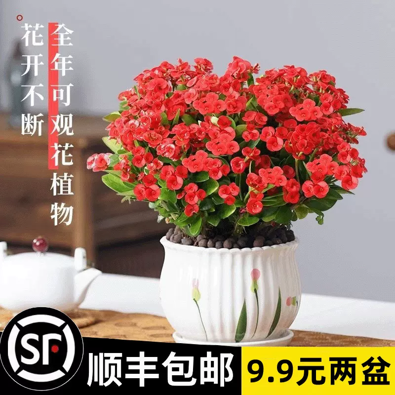 虎刺梅铁海棠花盆栽带花四季开花大花室内办公室阳台好养花卉植物-Taobao
