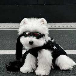 Dog goggles, small dogs, handsome pet windproof sunglasses, West Highland sunglasses, pet sun protection goggles