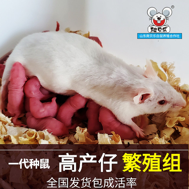 Little white rats breeding group living in a living one, one male and ...