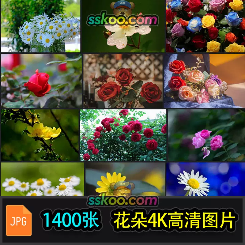 高清玫瑰花薔薇花雛菊攝影特寫照片4k平板壁紙圖片設計素材