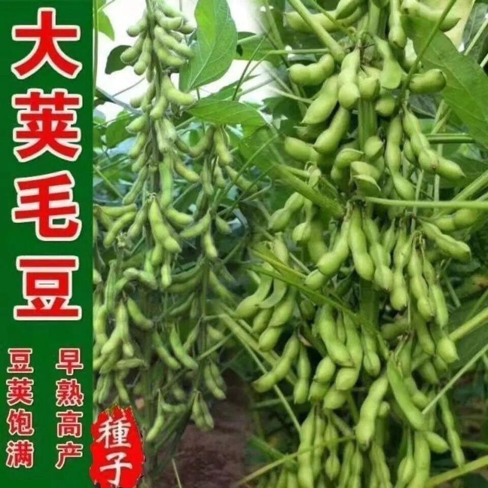 毛豆种子极早熟50天高产青豆菜种子春季蔬菜种子特早王菜豆种籽孑-淘宝网