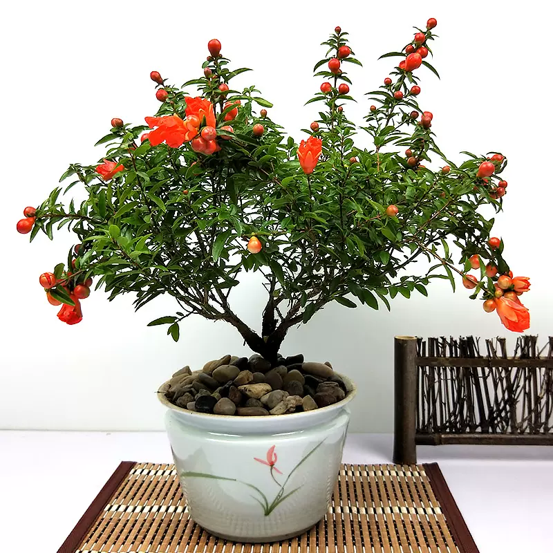 石榴花盆栽植物室內外結果樹苗客廳陽臺庭院四季好養觀賞綠