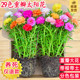 Double petal sun flower pot seedlings, large flowers, roots, flower buds, plants indoors and outdoors, good flowers