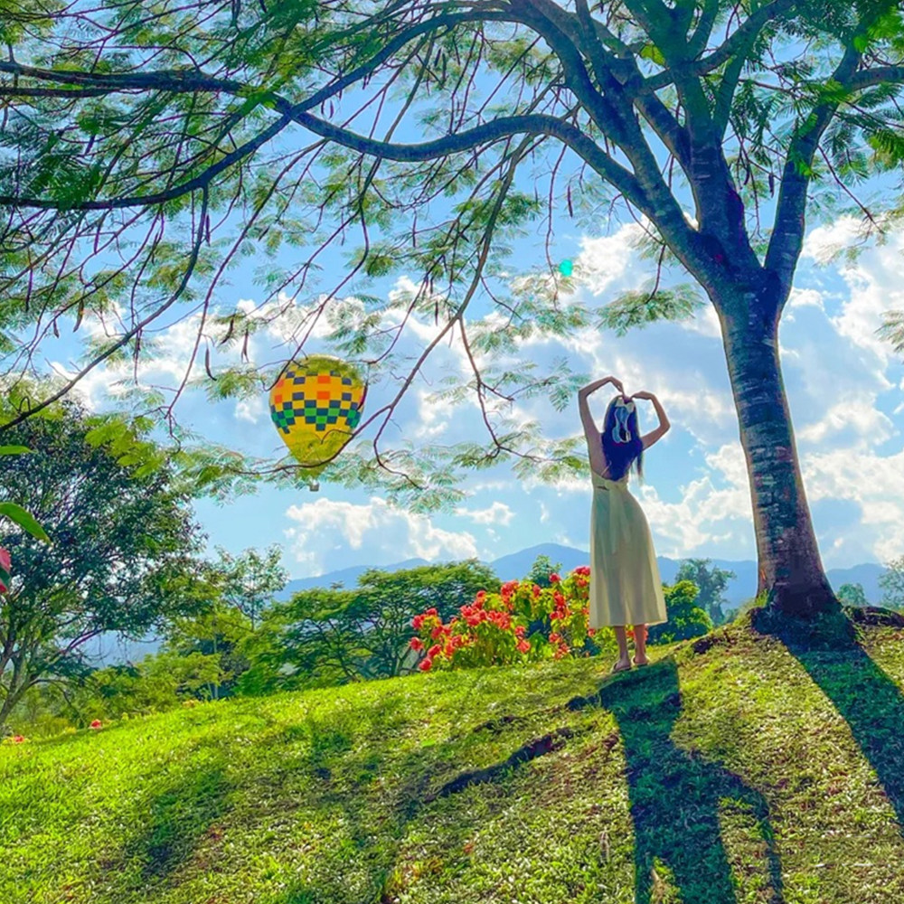 西双版纳双地标一日游|野象谷奇遇 + 植物园探秘 拒绝折腾