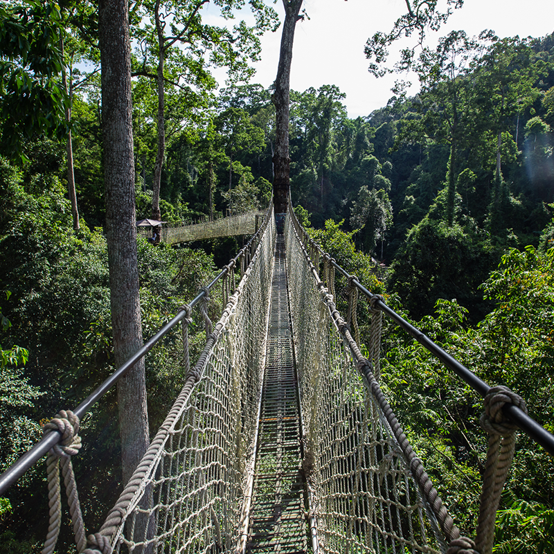 云南旅游西双版纳望天树景区直通车纯玩一日游 探秘雨林空中走廊