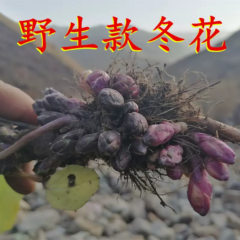 款冬花中药材款冬花野生冬花中药材看灯花款冬花500克包邮