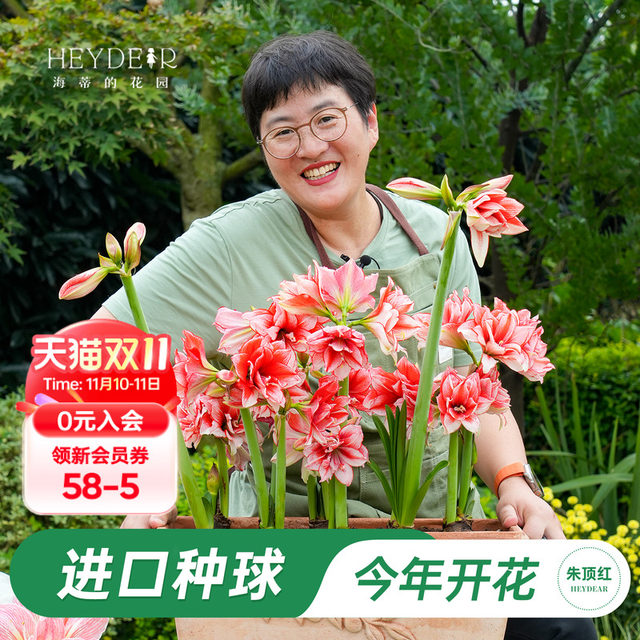 Heidi's Garden Flagship Store Hippeastrum double-petaled Afrey imported flowering bulbs flower plants indoor flowers