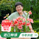 Heidi's Garden Flagship Store Hippeastrum double-petaled Afrey imported flowering bulbs flower plants indoor flowers