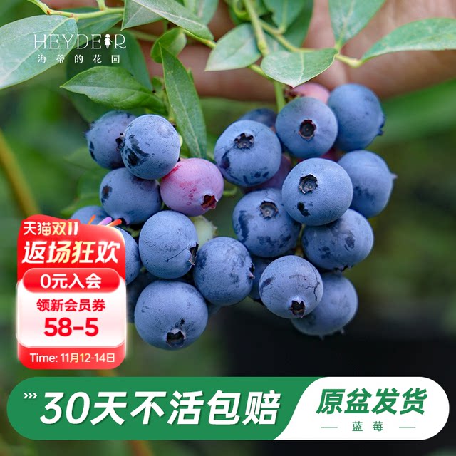 Heidi's Garden Flagship Store Blueberry Fruit Seedlings Northern Garden Potted Fruit Seedlings Balcony Flower Green Plants