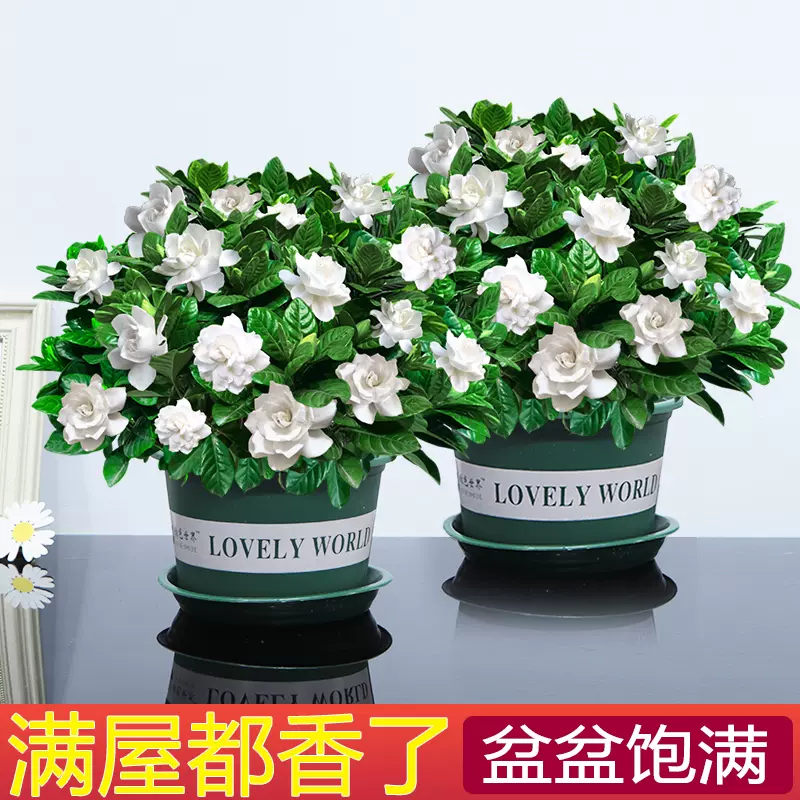 推荐栀子花盆栽室内水培养殖四季开花卉不断带花苞绿 推荐栀子花盆栽室内水培养殖四季开花卉不断带花苞绿