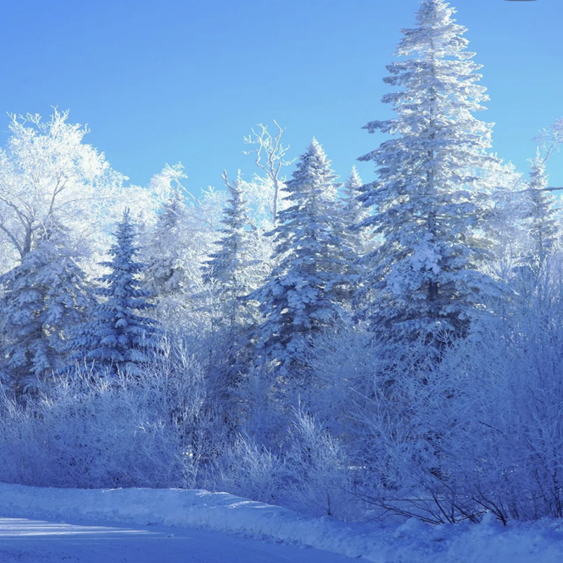 JH雪乡亚布力深度游2天1夜游 东北旅游纯玩儿 小团 无自费