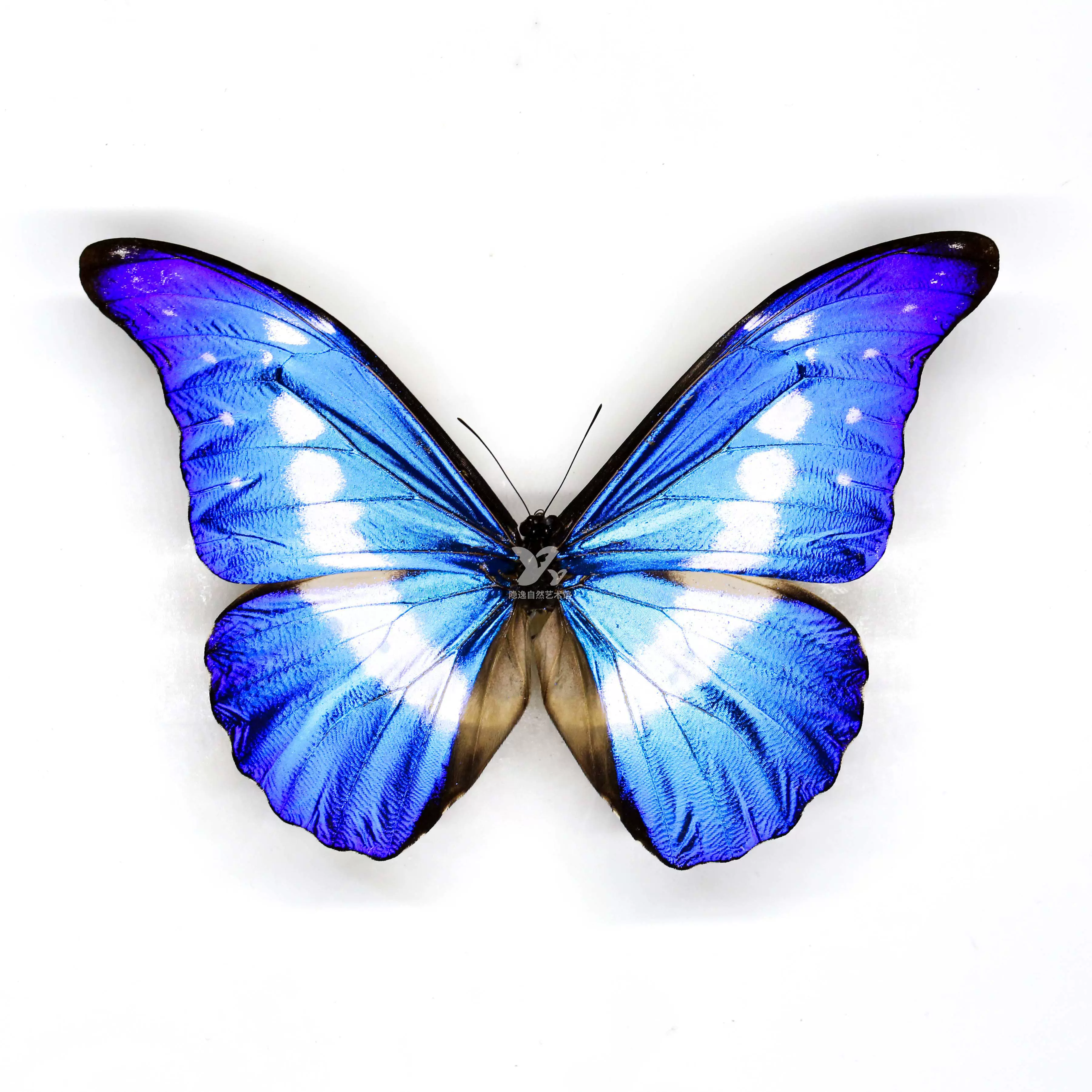 光明女神蝶海伦娜闪蝶Moroho helena451#未展翅标本原蝶2-1-2
