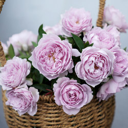 Sirius rose blue and purple series medium seedlings balcony courtyard multi-season flowering plants rose rose flower seedlings