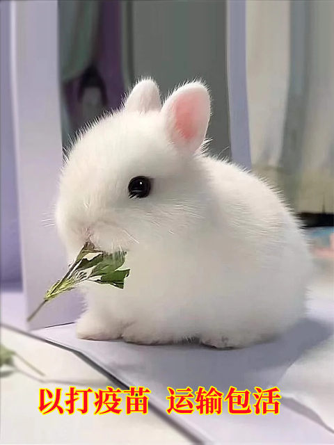 Little rabbit living thing mini dwarf phoenix-eyed crabapple small ...