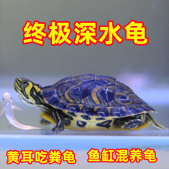 Fish Mixed Turtle Deep water turtle fish tank, mixed yellow-eared turtle, small turtle ...