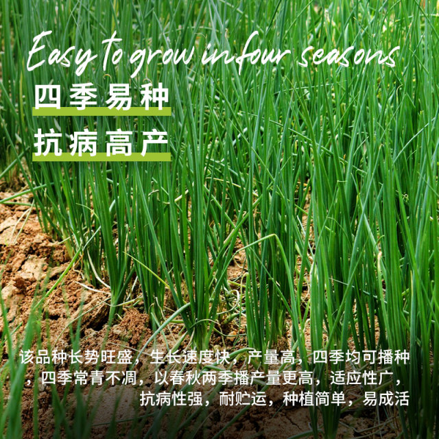 Shandong Four Seasons Seeds Seed Seed Seed Seeds Seeds Fire Red onion