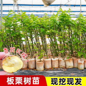 
Oil chestnut saplings, grafted seedlings, ground planting, south and north planting, Dahongpao chestnut, extra large chestnut tree fruit tree fruit seedlings