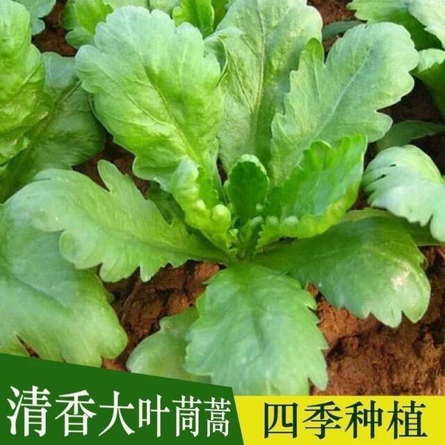 Spring Fruit Spring Emperor Big Leaf Emperor Emperor Emperor Cai Spring Season, summer, autumn and ...