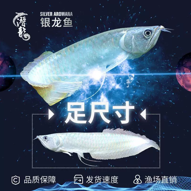 银龙鱼活鱼观赏鱼招财鱼热带鱼淡水鱼中型鱼大型鱼