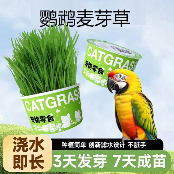 Parrot malt grass grain barley seed parrot bites feed bird grass box snacks promote digestion and detachment of hair pecking