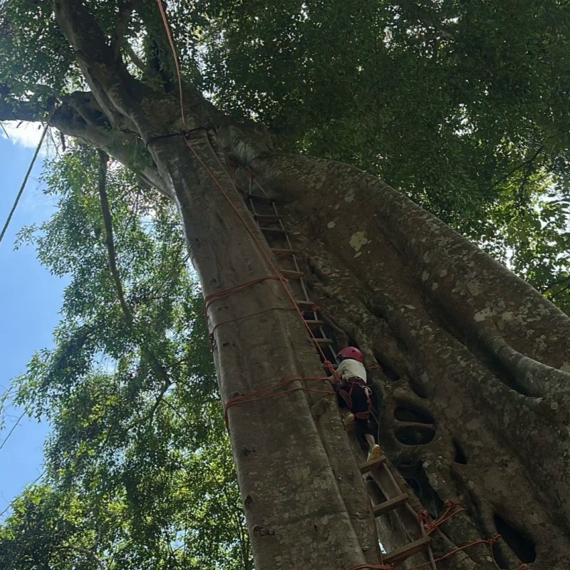 云南旅游西双版纳一日游基诺山雨林徒步亲子一日游保证纯玩无购物