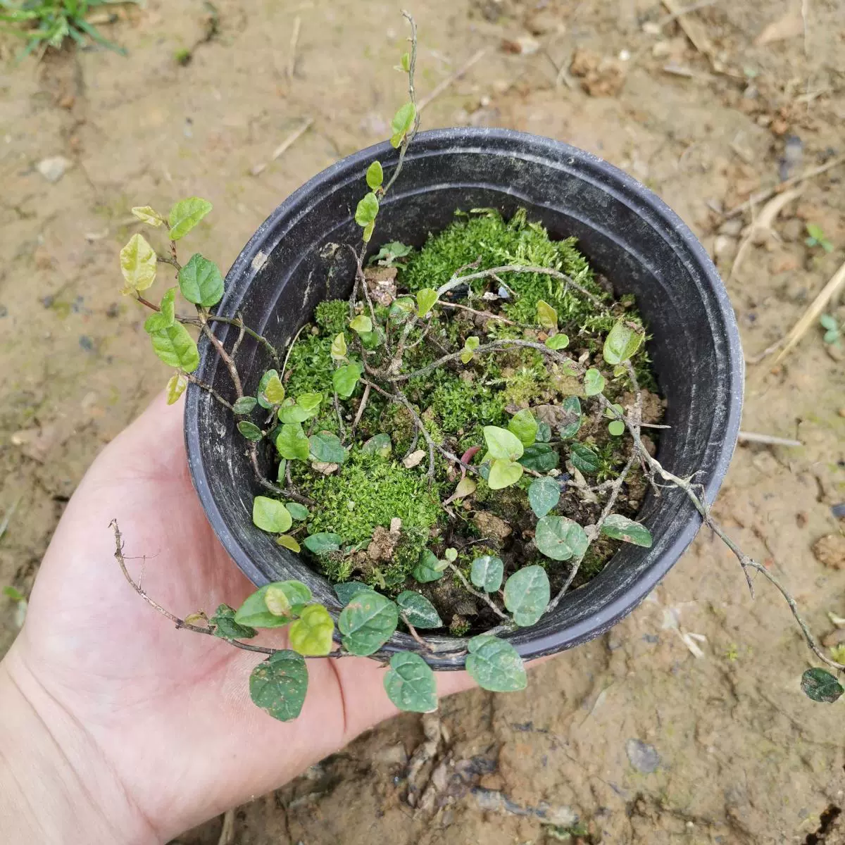 珍貴薜荔果苗涼粉子木蓮果涼粉果薜荔果樹苗盆栽綠