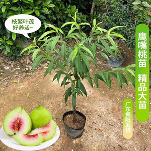 
Eagle-bill peach fruit saplings grafted peach saplings March peach crisp peach large seedlings peach flower potted ground planting southern planting with soil