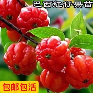 
Fruit saplings, authentic Brazilian red fruit, auspicious lanterns, fruit like red lanterns, high hanging Brazilian red fruit
