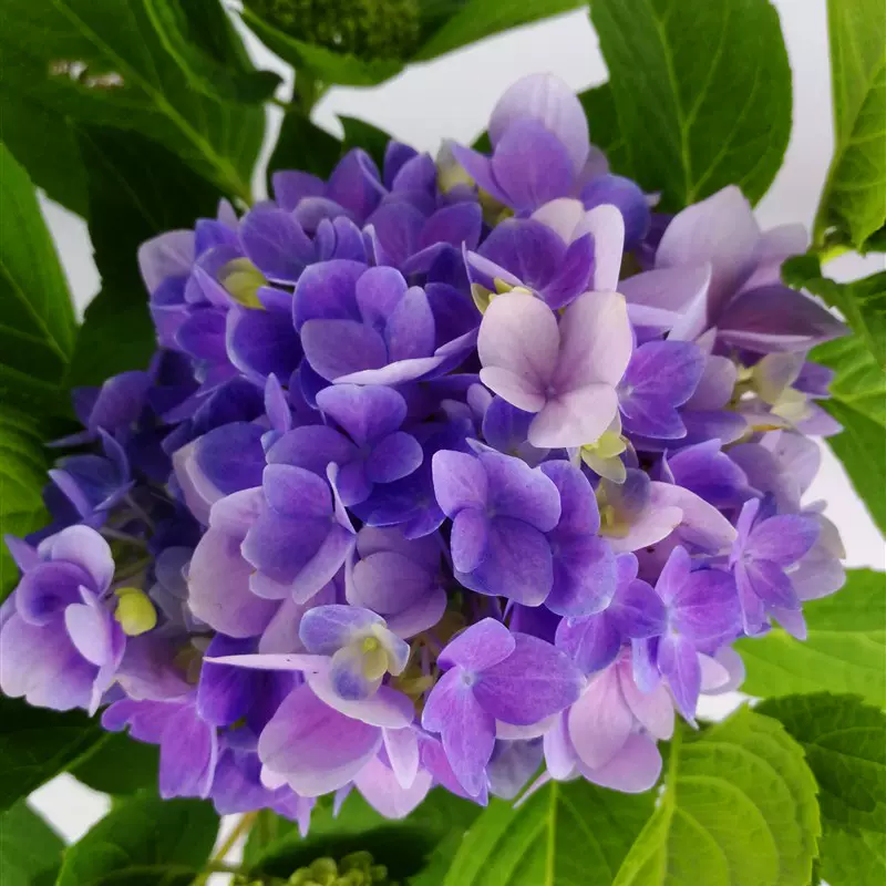 八仙花花苗無盡夏植物紫陽花盆栽開d花草本花卉繡球花四季