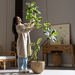 Black Diamond Rubber Tree Golden Banyan Large Artificial Green Plant Fake Tree Indoor Living Room Decoration Ornament Floor-Standing Potted Plant