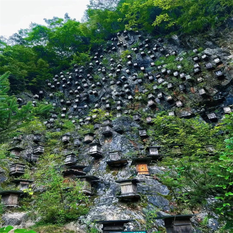 神农架滑雪5天4晚包车游/国际/中和滑雪/神农架/祭坛/两坝一峡5钻
