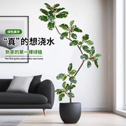 High-End Light Luxury Artificial Green Plant Rubber Tree Black Diamond Variegated Banyan Indoor Living Room High-Class Floor-Standing Decoration