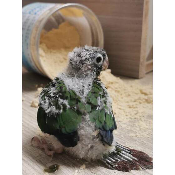 
Small sun parrot, pineapple, yellow edge, green cheek, small bird milk powder, small and medium-sized legal feeding bird pet, live animal