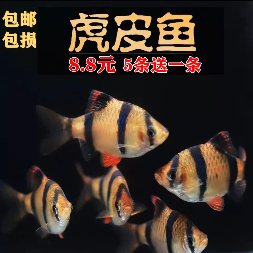 虎皮魚好養活體魚淡水魚四間魚熱帶魚小型魚寵物魚